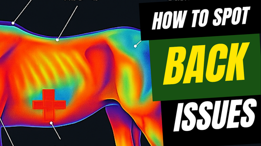 How To Spot Back Issues in Horses Early